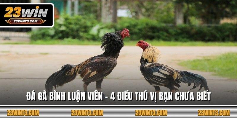 Đá Gà Bình Luận Viên - 4 Điều Thú Vị Bạn Chưa Biết