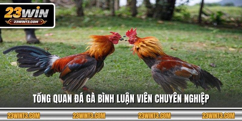 Tổng quan đá gà bình luận viên chuyên nghiệp